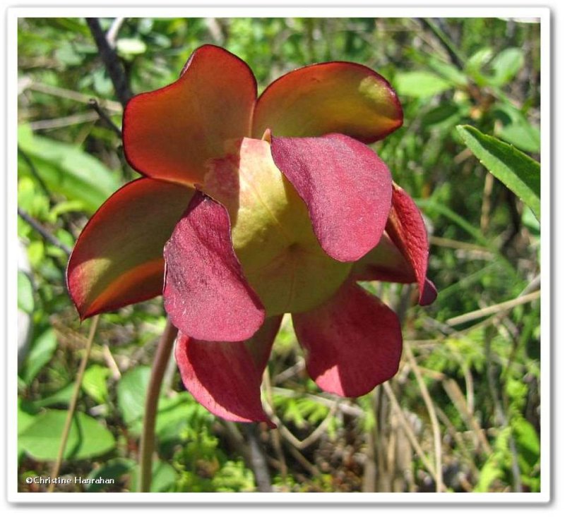 Pitcher plant flower  (Sarracenia purpurea)