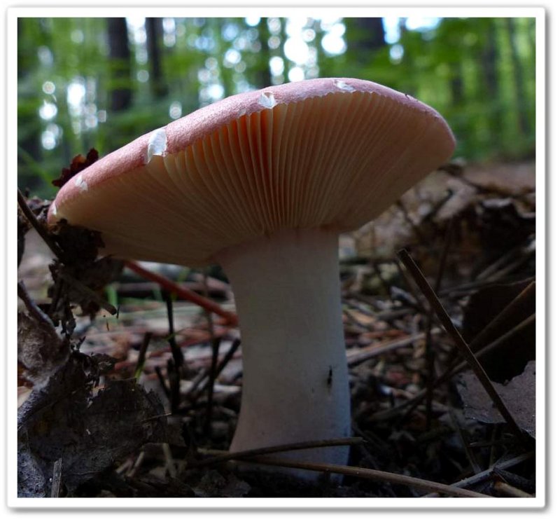 Mushroom, Russula sp?