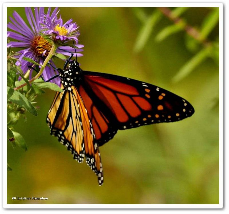 Monarch butterfly  ( Danaus plexippus)