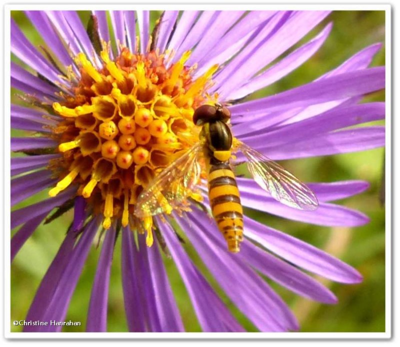 Hover fly (Sphaerophoria)