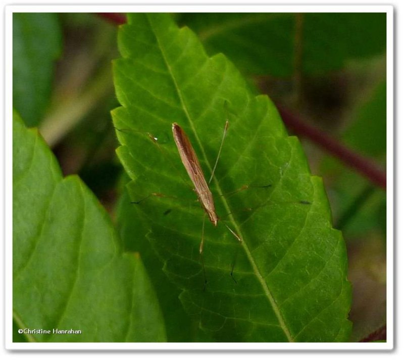 Stilt bug (Neoneides  or Jalysus)