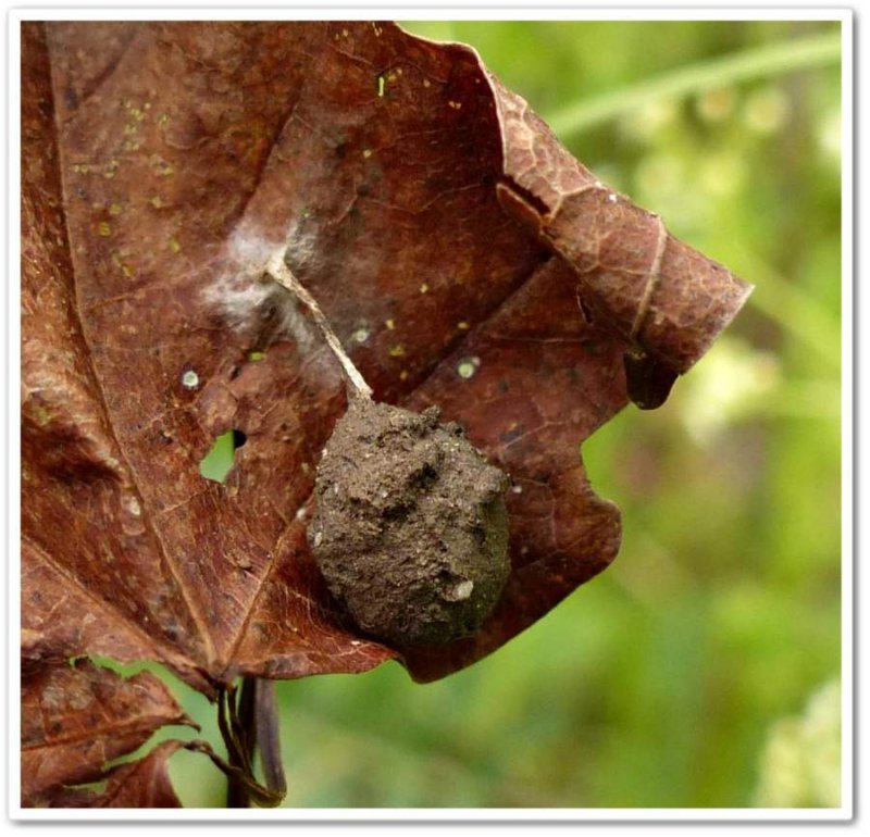 Spider egg sac (Agroeca)