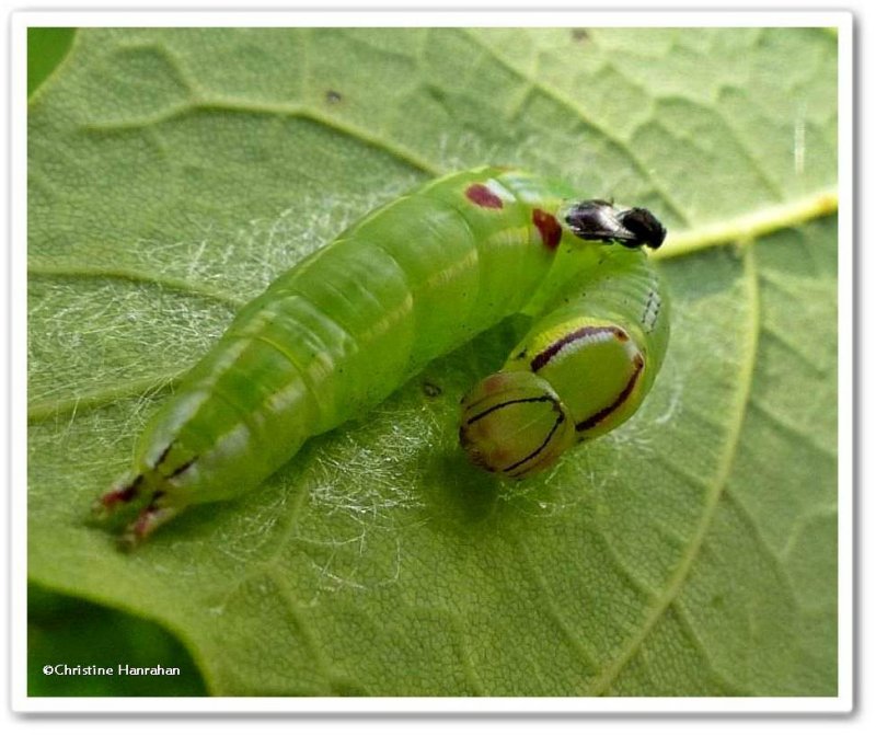 Saddled prominent moth caterpillar (Heterocampa guttivitta), #7994