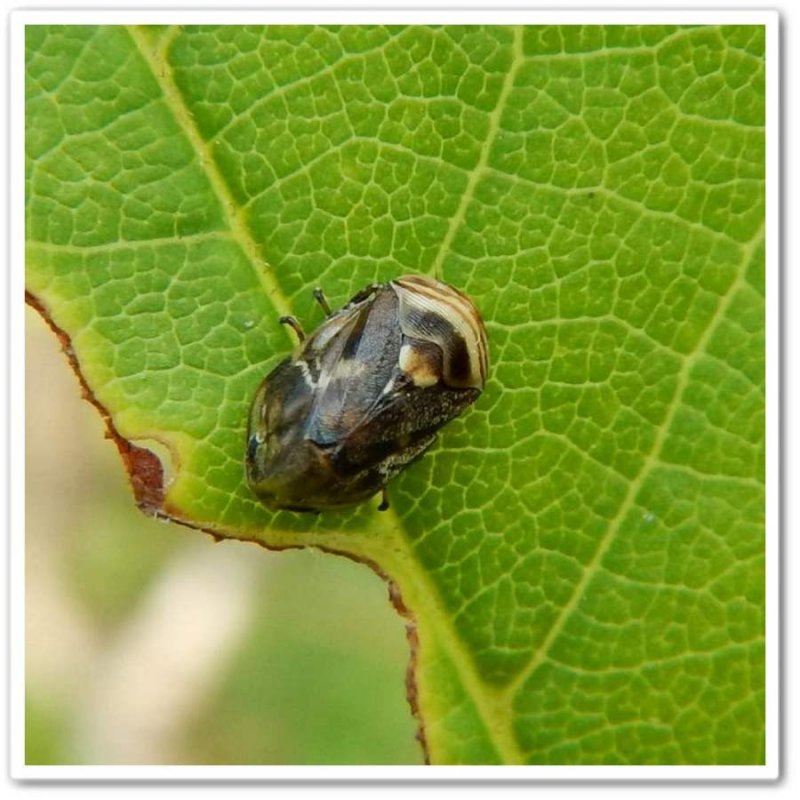 Spittlebug (Clastoptera obtusa)