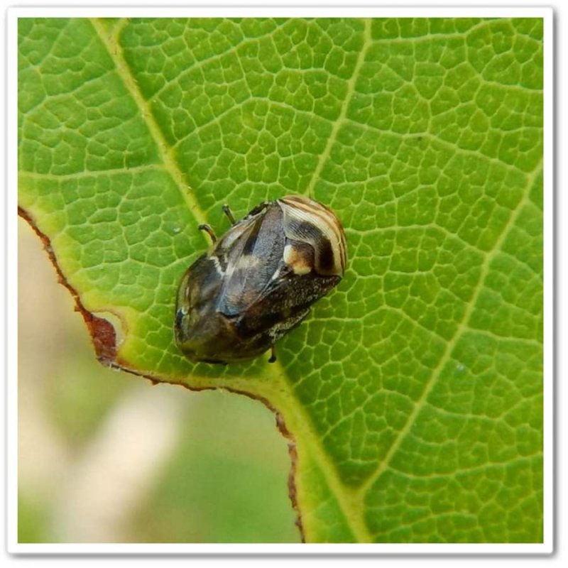 Spittlebug (Clastoptera obtusa)