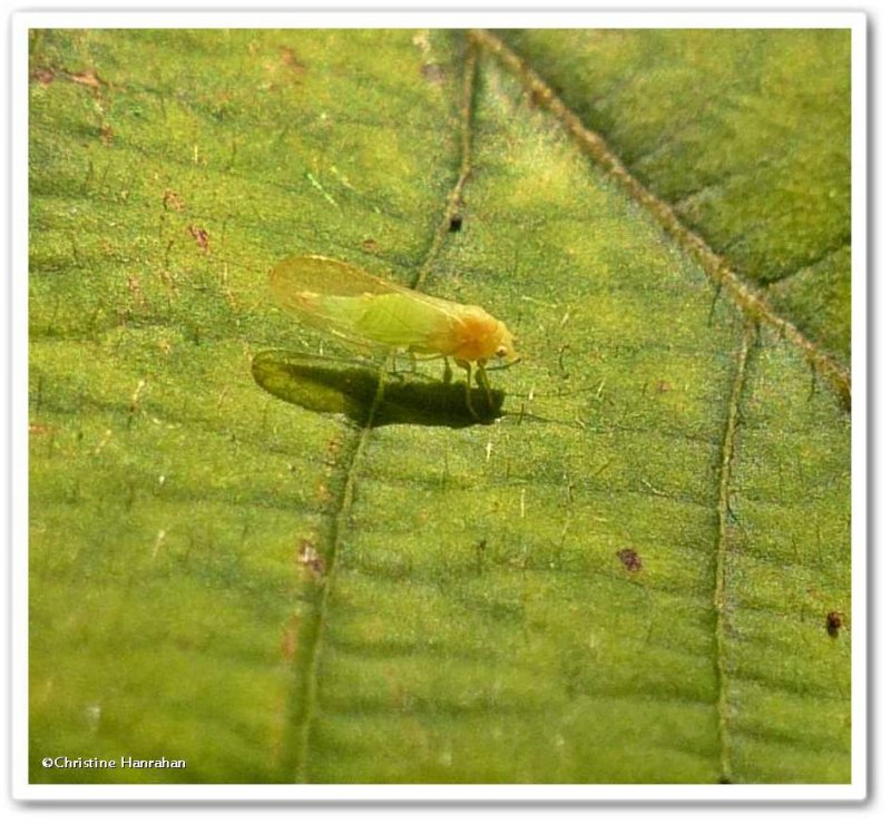 Psyllid insect (Psyllidae)