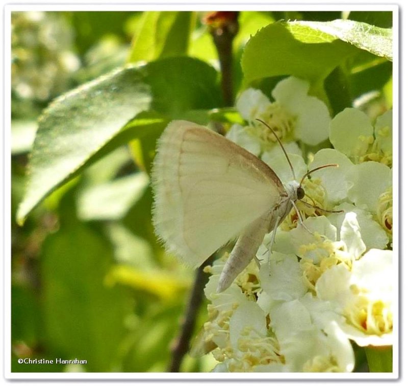 White spring moth (Lomographa vestaliata), #6667