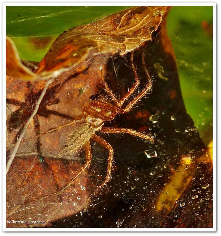 Funnel spider  (Agelenopsis)
