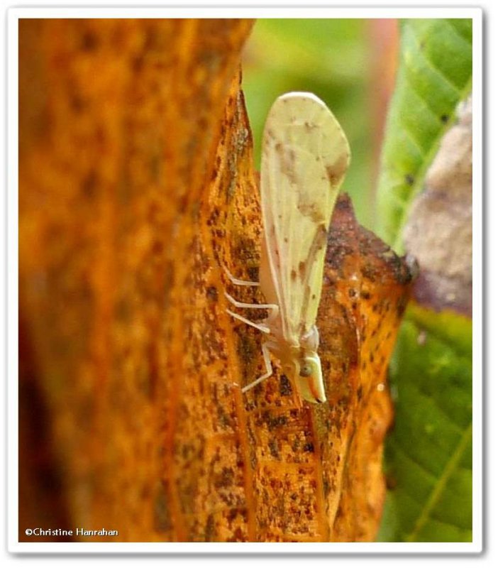 Planthopper, Derbid (Otiocerus woflii)
