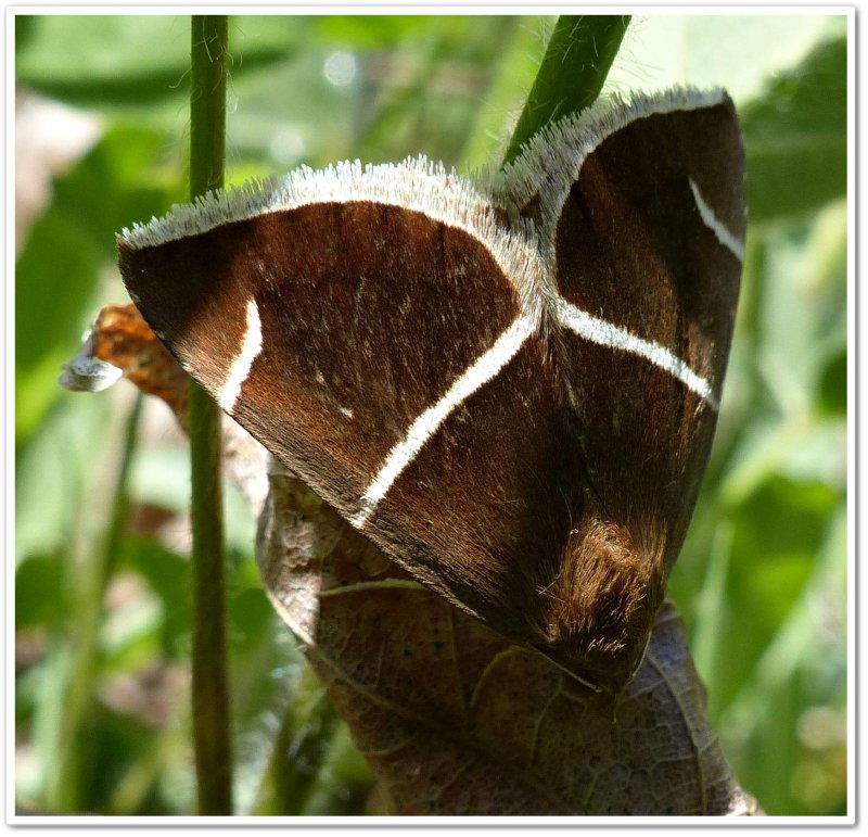 Short-lined chocolate moth  (Argyrostrotis anilis), #8764
