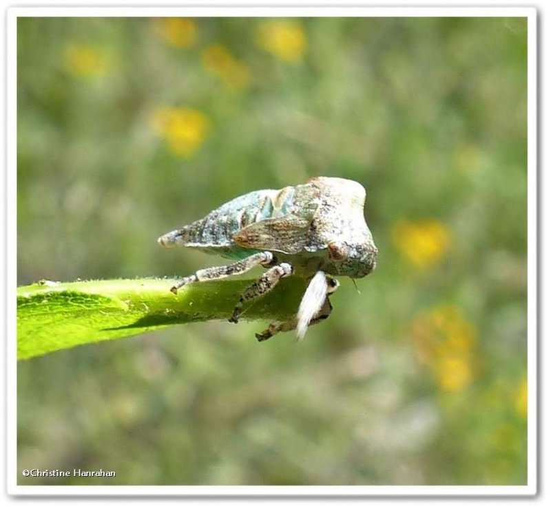 Treehopper (Telamona excelsa), nymph