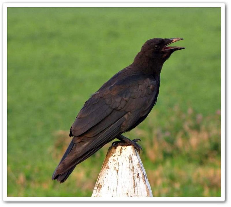 American crow