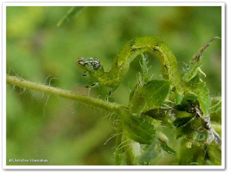 Olive-shaded bird dropping moth caterpillar (Ponometia candefacta), #9090