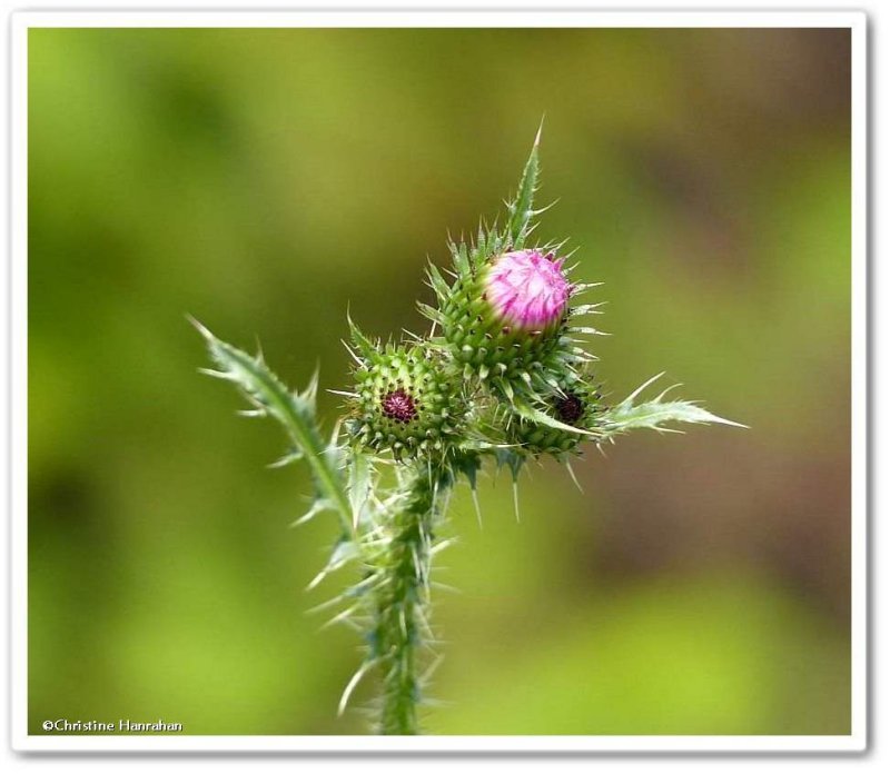 Spiny Plumeless Thistle (Carduus acanthoides) 