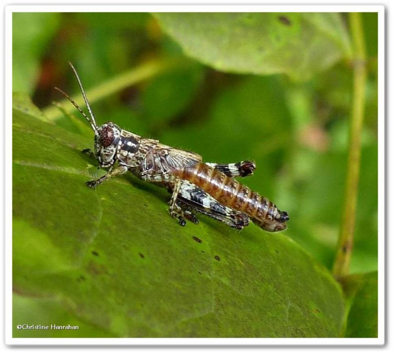 Grasshopper (Melanoplus punctulatus sp.)