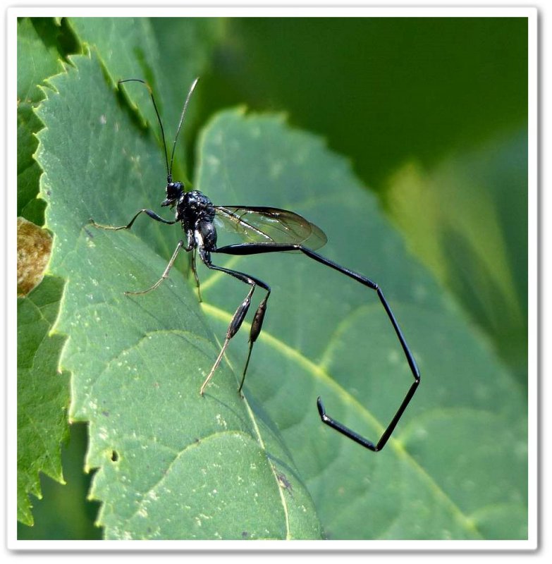 Pelecinid wasp, female (Pelecinus polyturator)