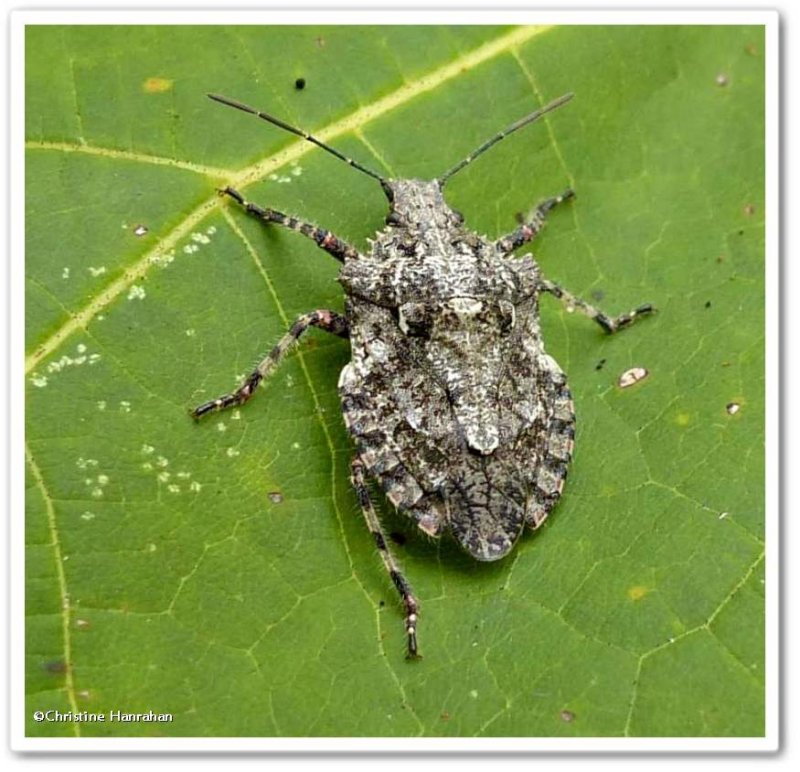 Stinkbug (Parabrochymena arborea)