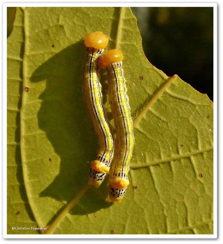 Orange-humped mapleworm caterpillars (Symmerista leucitys), #7953