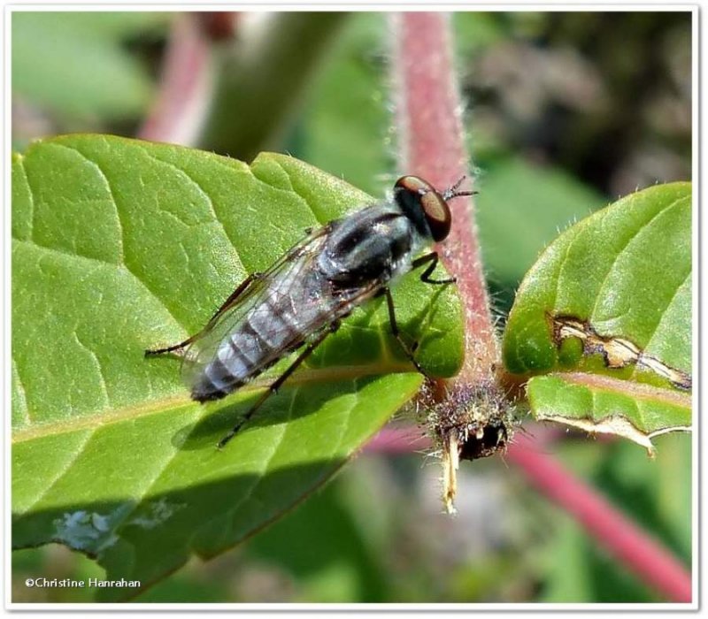 Stiletto fly (Pandivirilia)