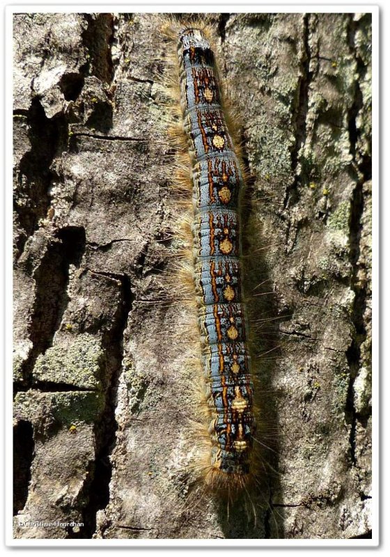 Forest tent caterpillar (Malacosoma distria), #7698