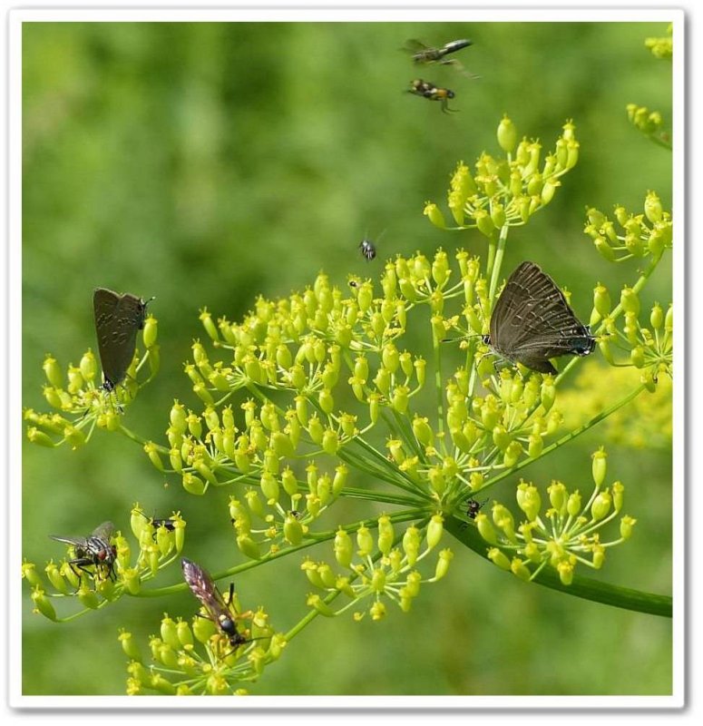 Insects on wild parsnip (Pastinaca sativa)