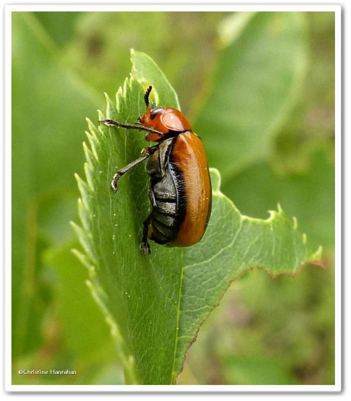 Clay-coloured leaf beetle  (Anomoea laticlavia)