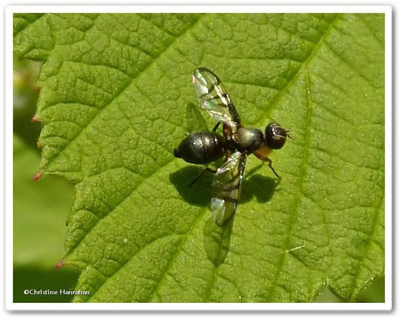 Signal fly (Rivellia)