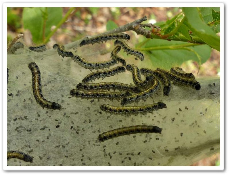 Eastern tent caterpillars (Malacosoma americana), #7701