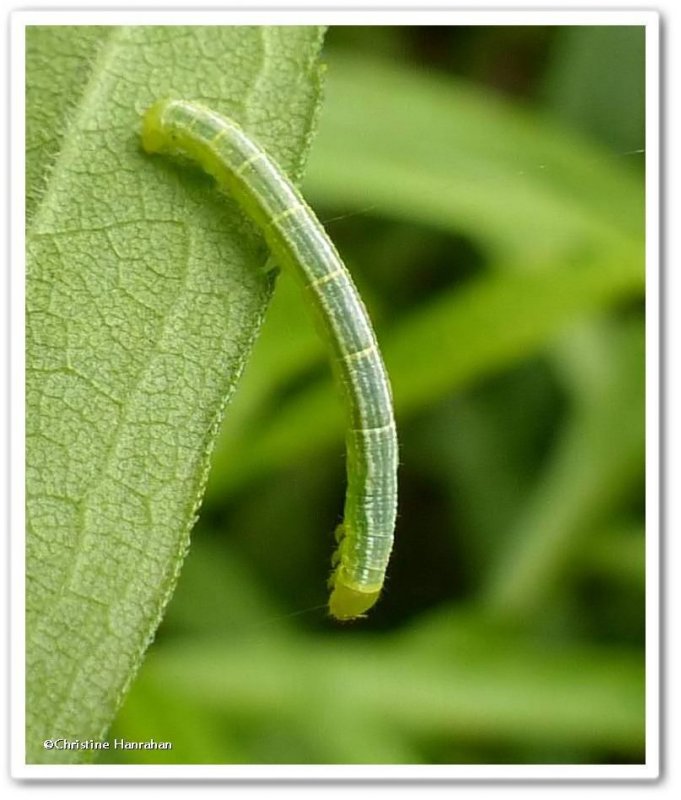 Looper moth caterpillar (Geometridae) 