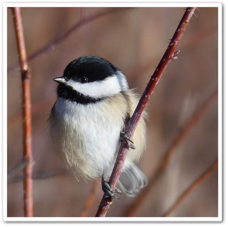 Black-capped chickadee