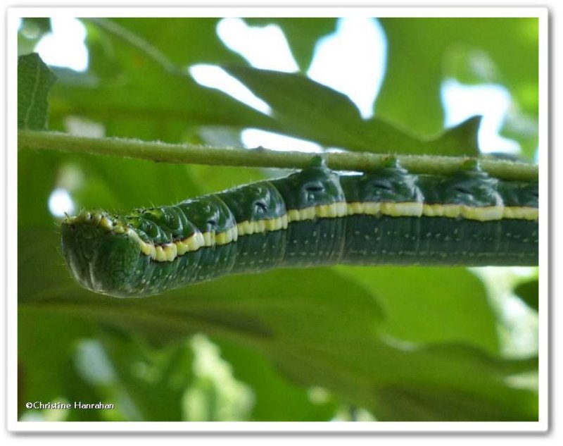 Georgian prominent (Hyperaeschra georgica), #7917