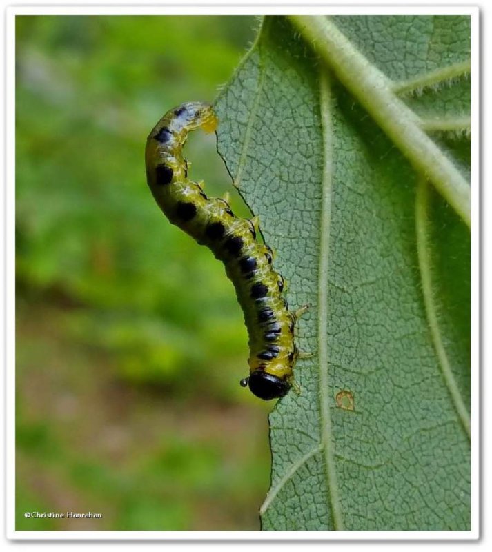 Dusky birch sawfly larva (Craesus latitarsus)