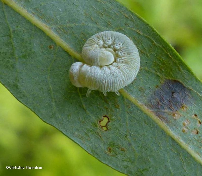 Sawfly larva (Trichiosoma triangulum)