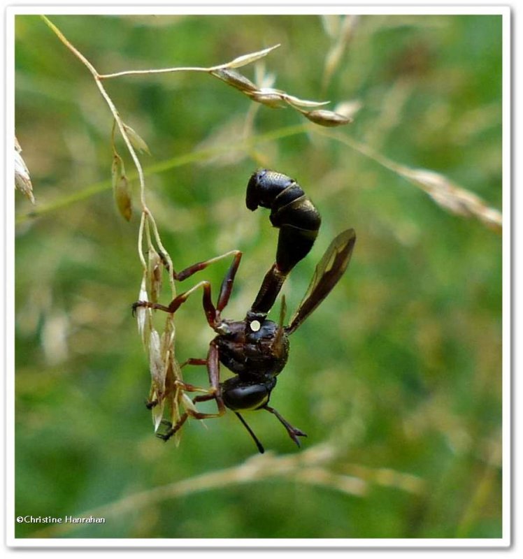 Thick-headed Flies of Larose Forest (Family: Conopidae)