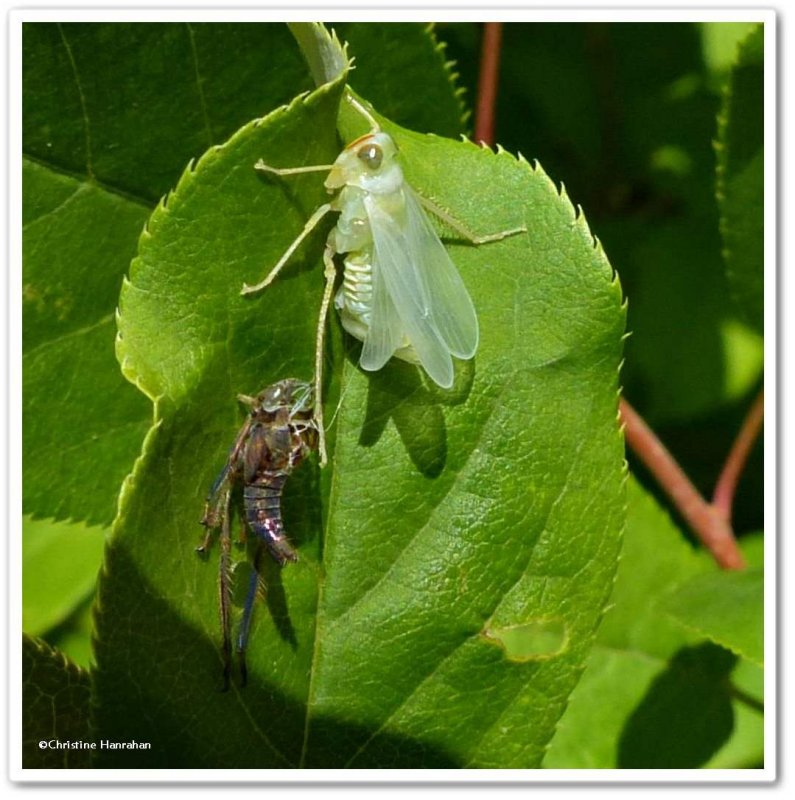 Leafhopper, newly emerged adult  (Jikradia olitoria)