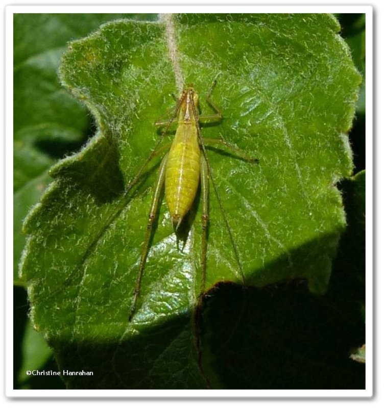 Tree cricket nymph (Oecanthus)