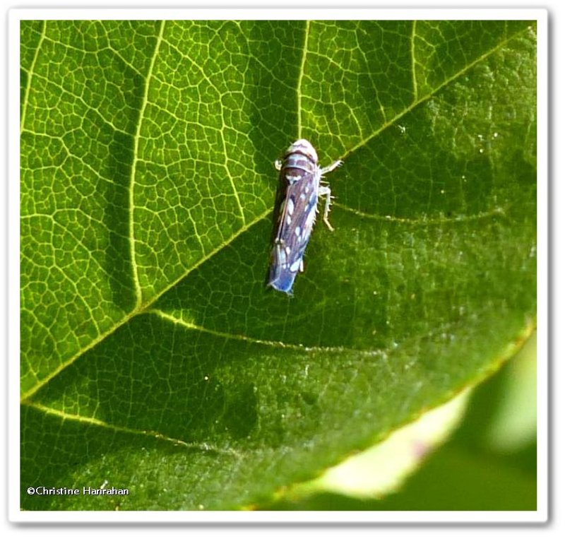 Leafhopper (Scaphoideus sp.)