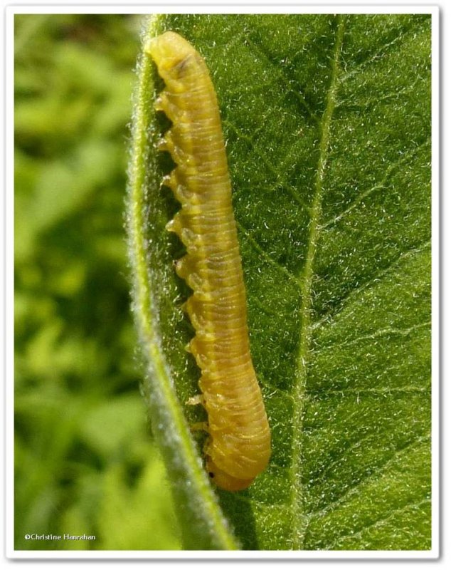 Sawfly larva (Family Tenthredinidae)