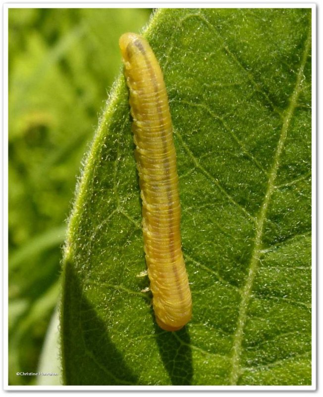 Sawfly larva (FamilyTenthredinidae)