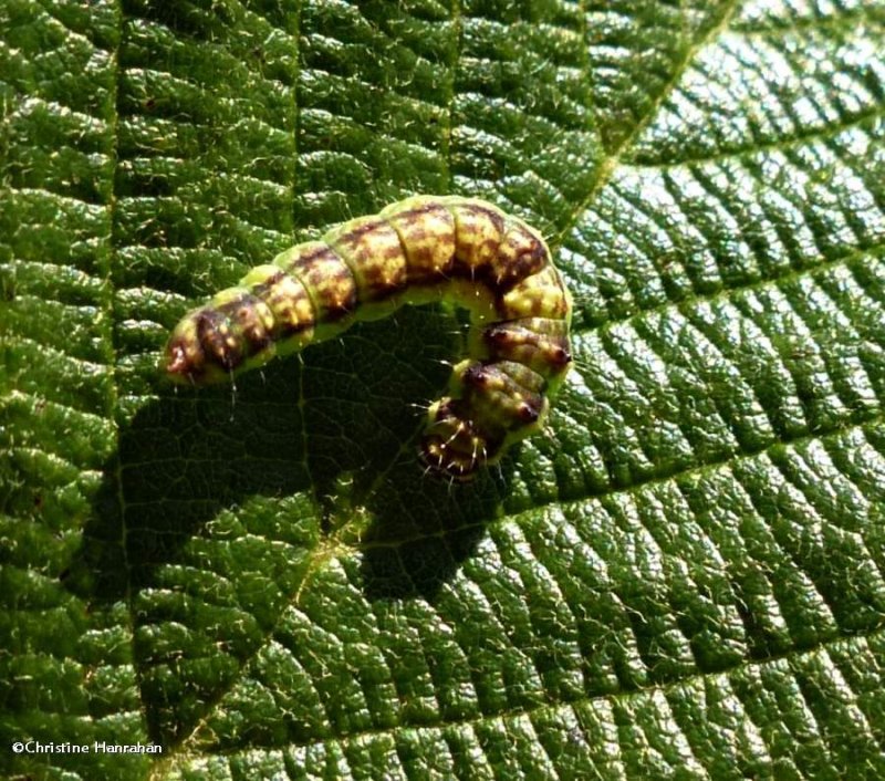 Arched hooktip caterpillar (Drepana arcuata), #6251