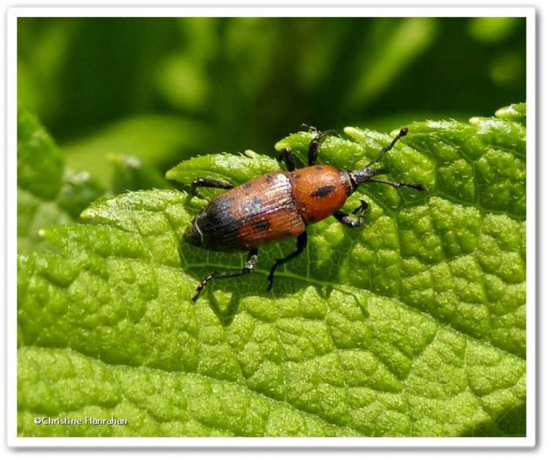 Cocklebur weevil   (Rhodobaenus quinquepunctatus)