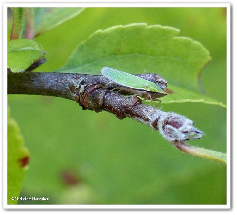 Leafhopper (Draeculacephala)