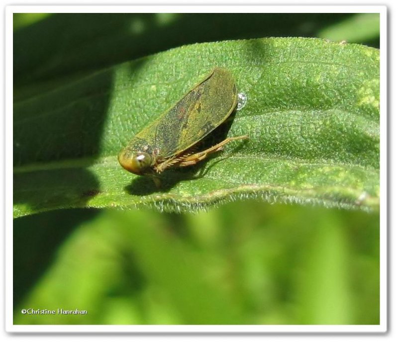 Leafhopper, male (Jikradia olitoria)