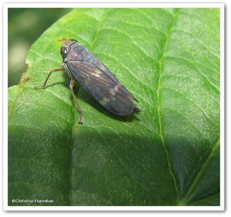 Leafhopper, female (Jikradia olitoria)