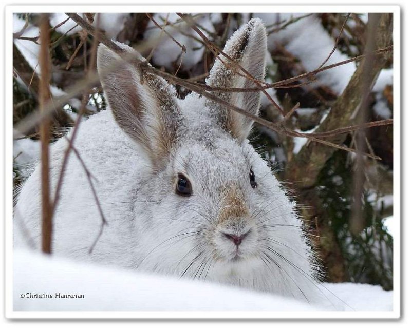 Snowshoe hare (Lepus americanus)