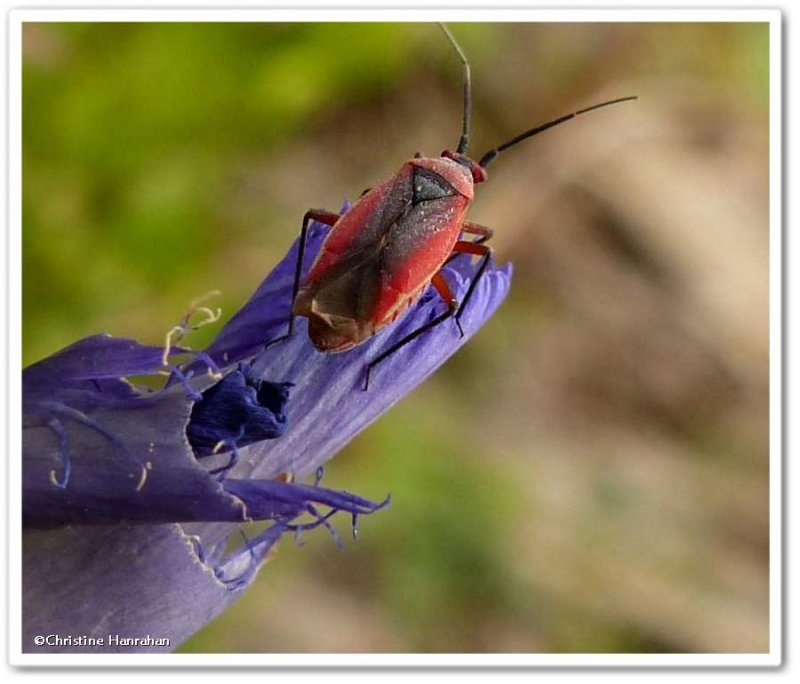 Plant bug (Lopidea)