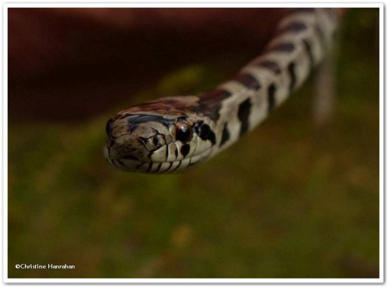 Milk snake  (Lampropeltis triangulum)