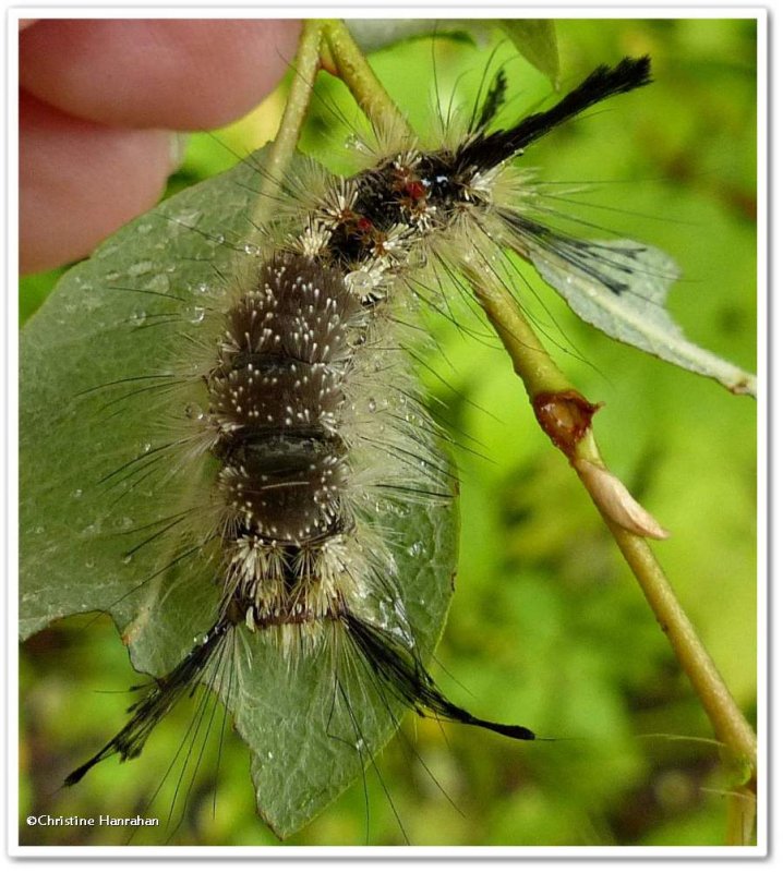 Sharp-lined tussock moth caterpillar (Dasychira dorsipennata), #8293