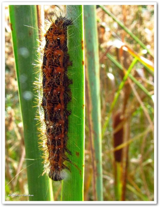 Cattail caterpillar (Acronicta insularis), #9280