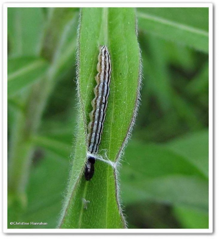 Dichomeris moth caterpillar (Dichomeris)